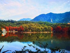 -深圳仙湖植物园