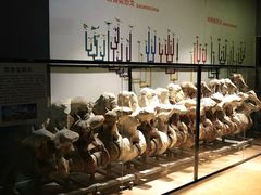 -河南自然博物馆