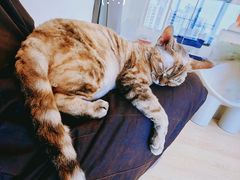 -有喵·猫咖·狗咖·30几只猫10只小狗(岗厦店)