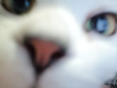 猫-AOE 火焰 剧本密室狼人杀
