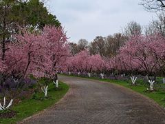 -上海海湾国家森林公园