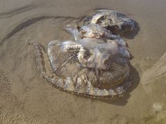 -海南清水湾莱佛士酒店