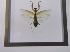 -上海昆虫博物馆