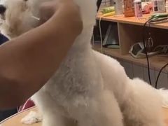 -猫狗日记·自助洗护·宠物寄养·售卖