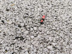 -广州市白云山风景名胜区
