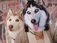-Husky Go! 哈士奇体验馆·宠物咖啡厅狗咖