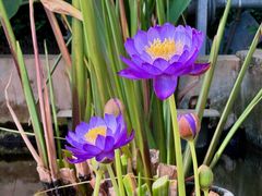 -国家植物园南园