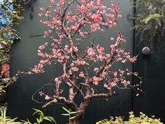 -青石桥花鸟鱼虫市场(叠翠城店)