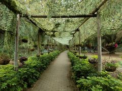 -北海金海湾红树林生态旅游区