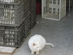 -葑门横街