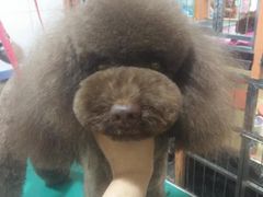 家有小宠宠物美容用品(双楠店)-家有小宠宠物美容(双楠街店)