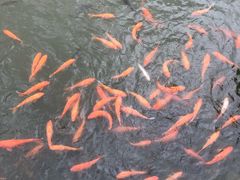 -静之湖湖畔餐厅