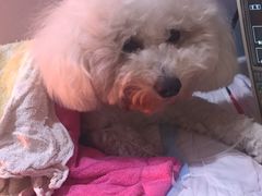 -严国平动物医院(德政总院)