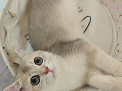 -宠颐生宠物医院·异宠猫科内科·诊疗中心宠巢店