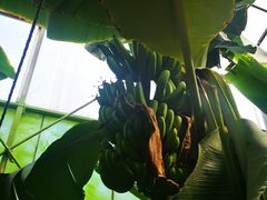 -呀路古热带植物园