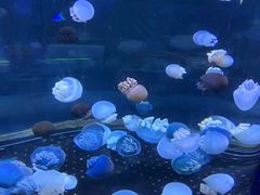 -芜湖新华联大白鲸海洋公园