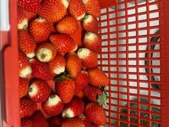 -喜杨洋草莓采摘园