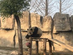 -上海野生动物园