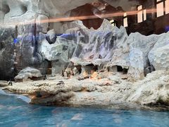 -帝企鹅自助餐厅•儿童岛•真企鹅(长隆企鹅酒店)