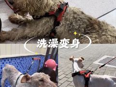 -瑞鹏宠物医院·宠保定点·心脏科·内科(御桥分院)