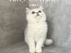 -小猫来了·猫舍(红山六九七九店)