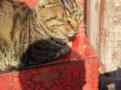 -夏氏怪老头·扬州狮子头(天山西路店)