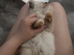 -楼上猫咖(罗湖店)