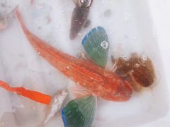 -青岛沙子口国家中心渔港