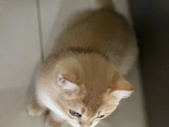 -小猫来了·猫舍(红山六九七九店)