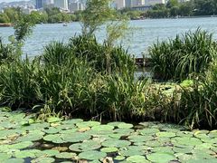 -济南大明湖景区