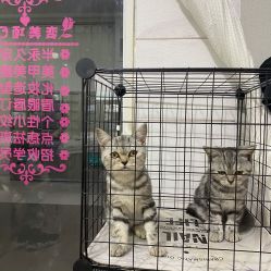 点击看大图 -糖·美学·美甲