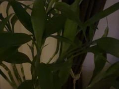 -浅深Cheersum(曹杨店)