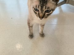 -共舞时光猫咖·狗咖(新街口店)