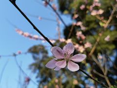 -金鸡山公园