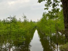 -上海海湾国家森林公园