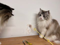 -柴迷FANS CLUB·柴犬狗咖·猫咖