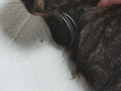 -安安宠医·安宠宠物医院