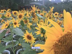 -南山植物园