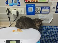 -芭比堂动物医院·心脏科·老年急重症·夜诊·吉雅分院