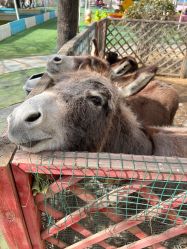 -萌宠亲子动物乐园(槐房万达店)