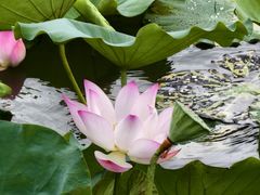 -荔湾湖公园