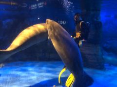 -烟台海昌鲸鲨海洋公园