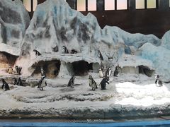 -帝企鹅自助餐厅•儿童岛•真企鹅(长隆企鹅酒店)