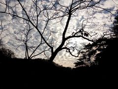 -罗田天堂寨风景区