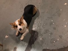 -阿尔法海鲜排档(爱琴海店)