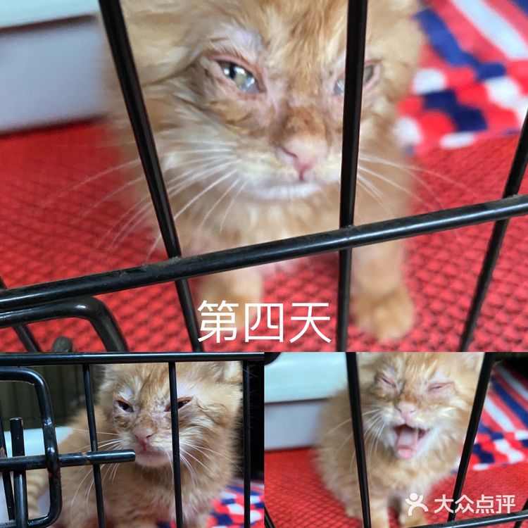 免费领养满月小橘猫，仅限北京！