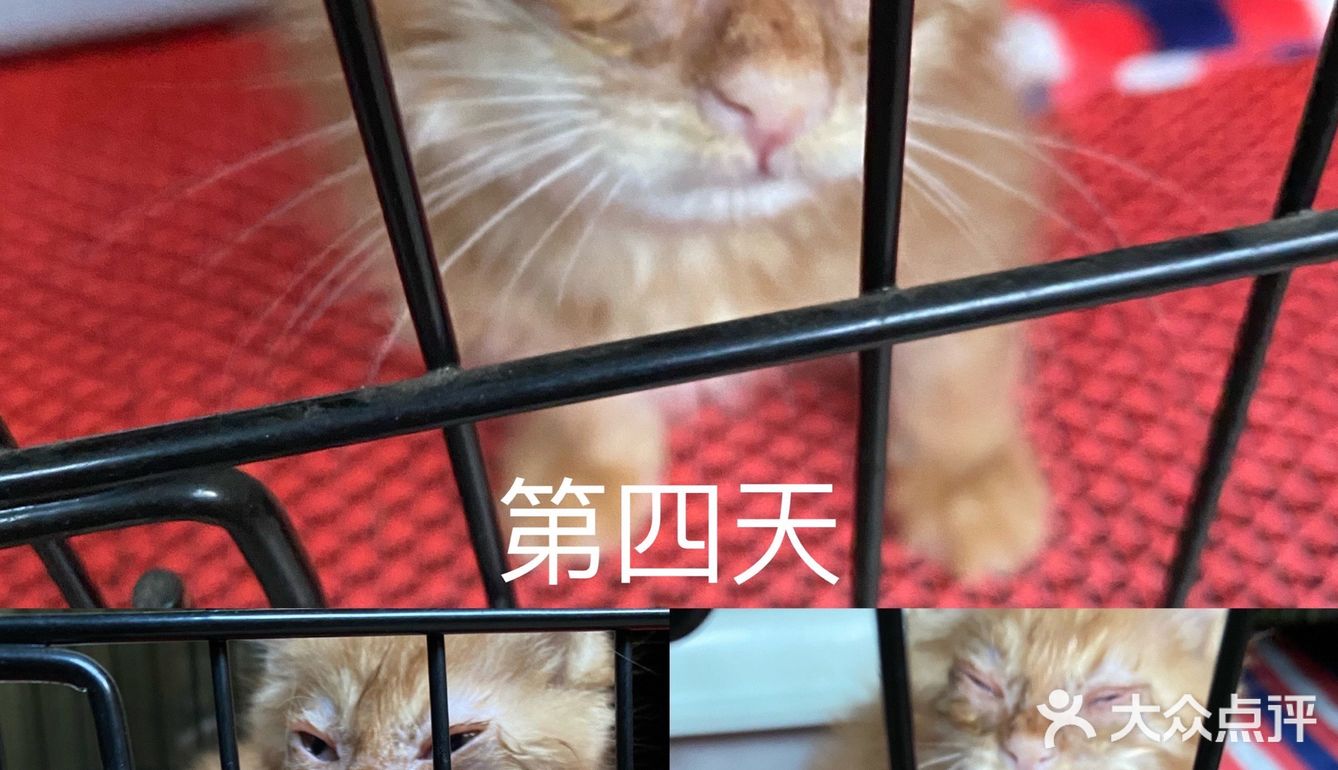 免费领养满月小橘猫，仅限北京！
