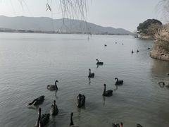 -长兴太湖图影湿地文化园