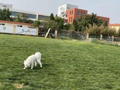 -趣玩宠物乐园寄养训犬训狗游泳池