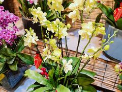 -双季花艺园艺市场(浦东店)